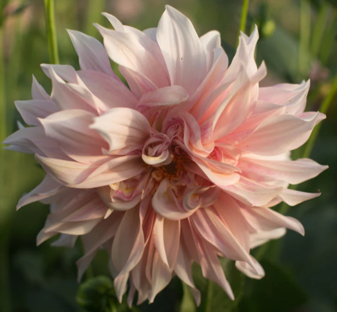 Cafe Au Lait Dahlia Cutting