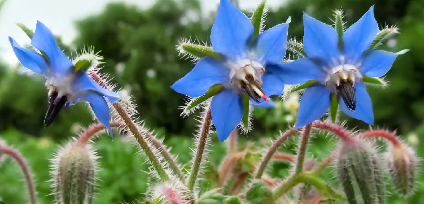 Borage Plant Plug