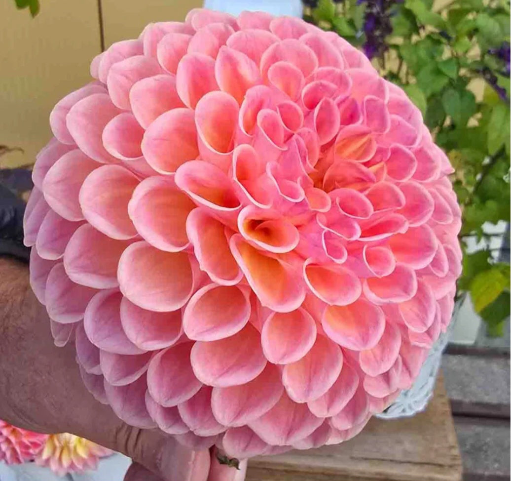 Jowey Winnie Dahlia Tuber