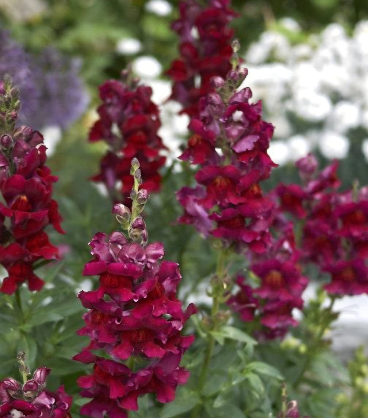 Potomac Crimson Red Snapdragon Plugs