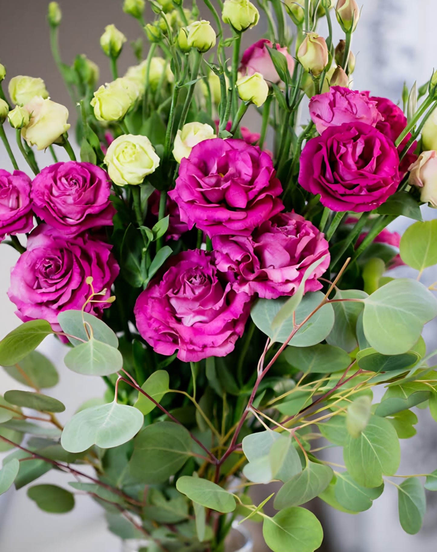 Lisianthus Voyage Deep Rose Plugs