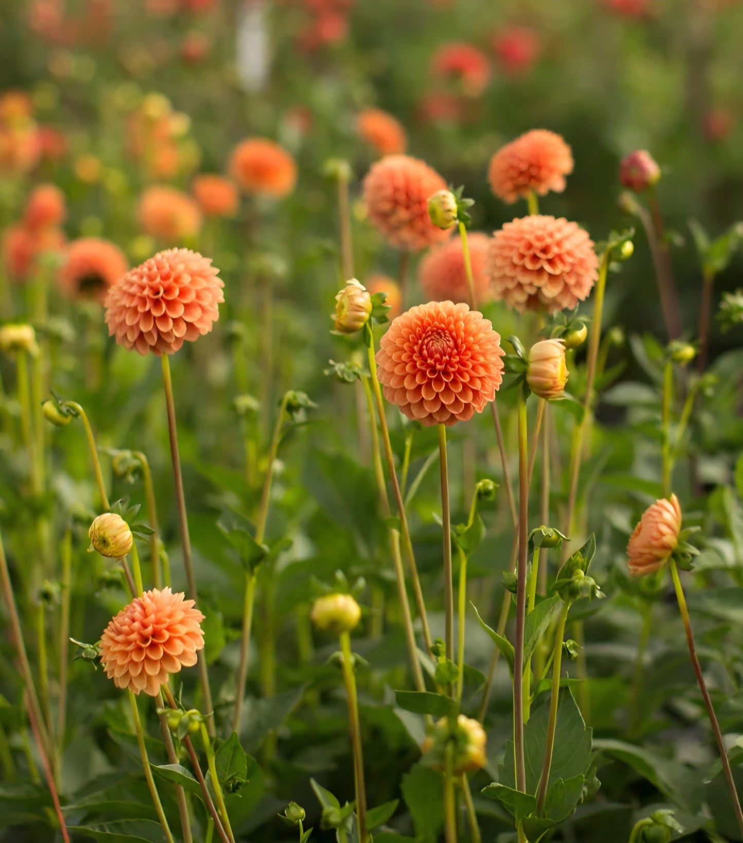 Beatrice Dahlia Cutting