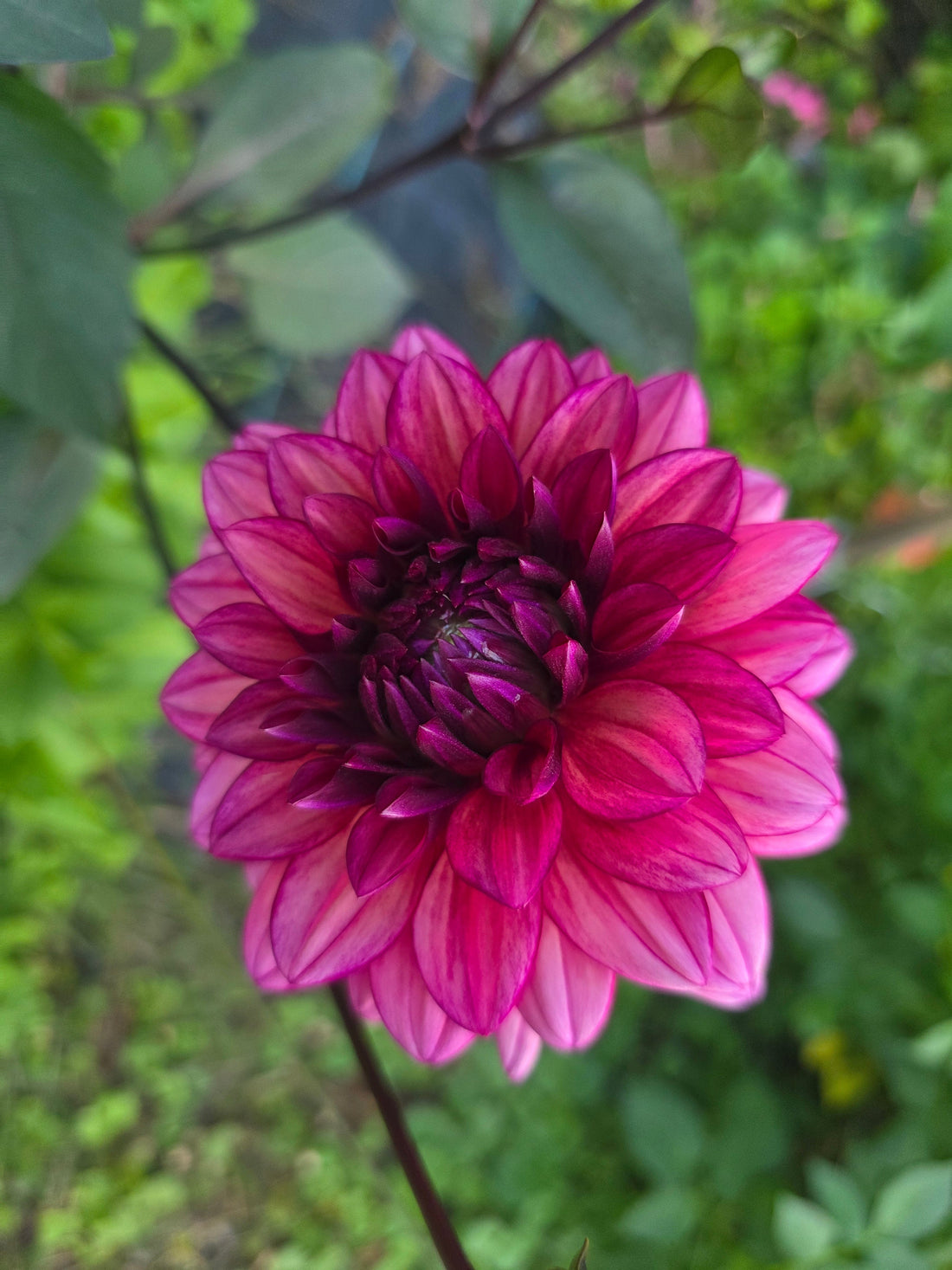 When and How to Wake Up Dahlia Tubers