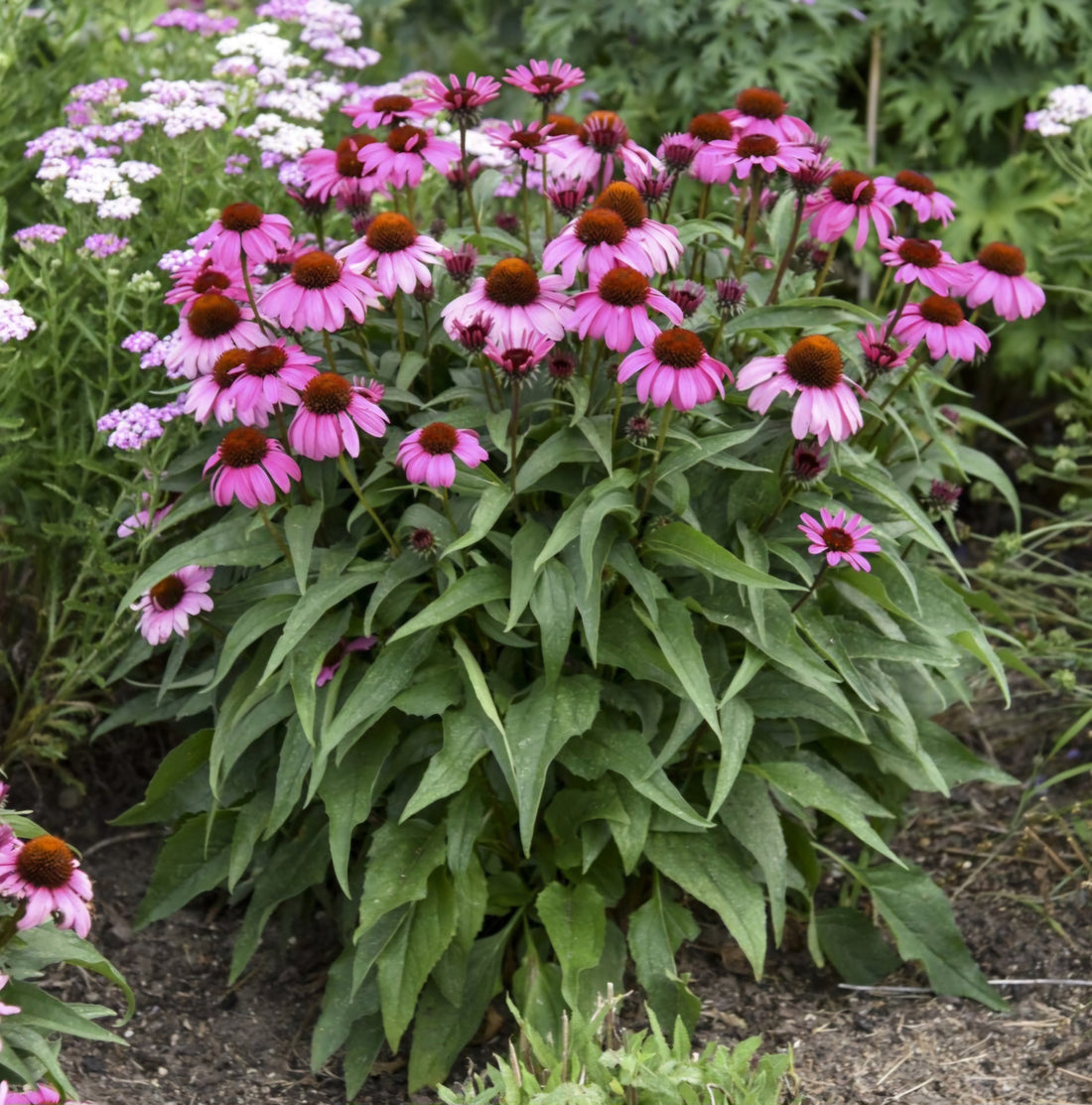 Planting Guide: Echinacea