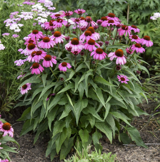 Planting Guide: Echinacea
