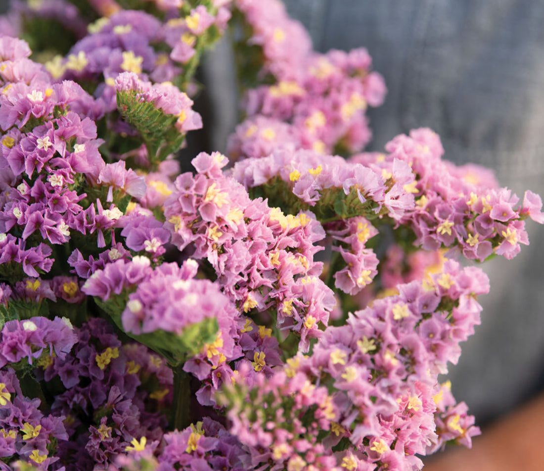 Plant Guide: Statice