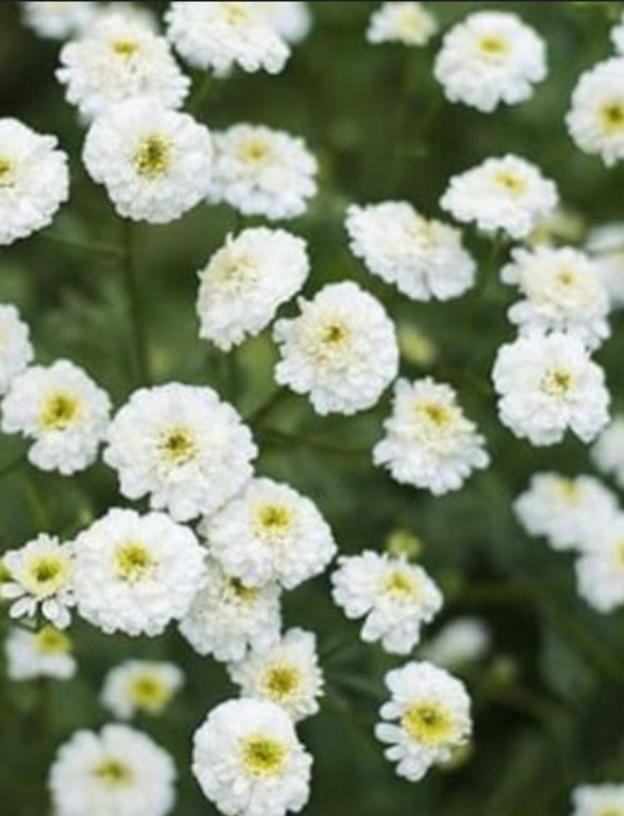 Plant Guide: Feverfew