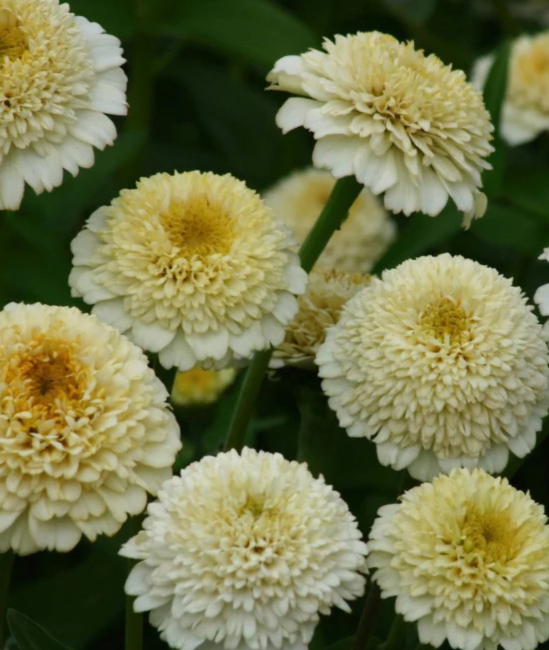 Plant Guide: Zinnias