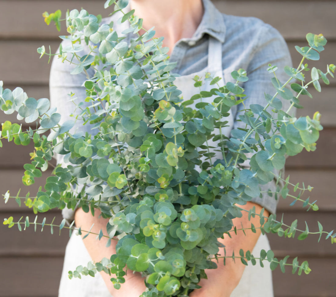 Plant Guide: Baby Blue Eucalyptus