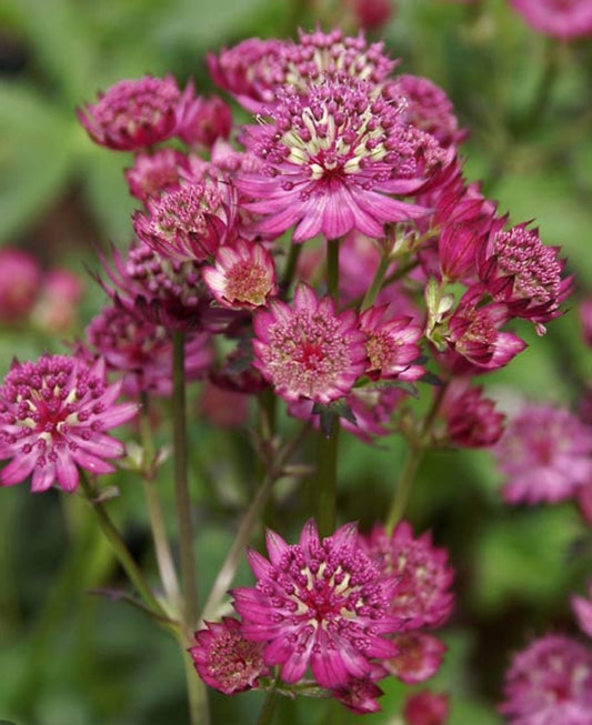 Astrantia Planting Guide