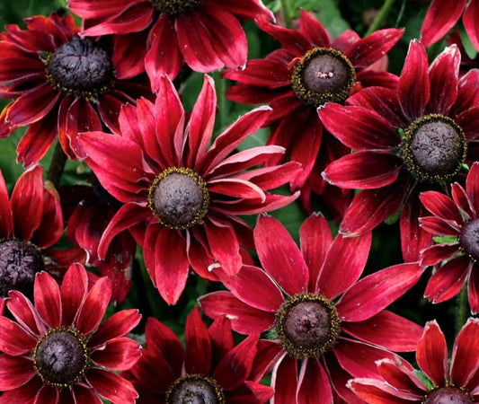 Planting Guide: Rudbeckia