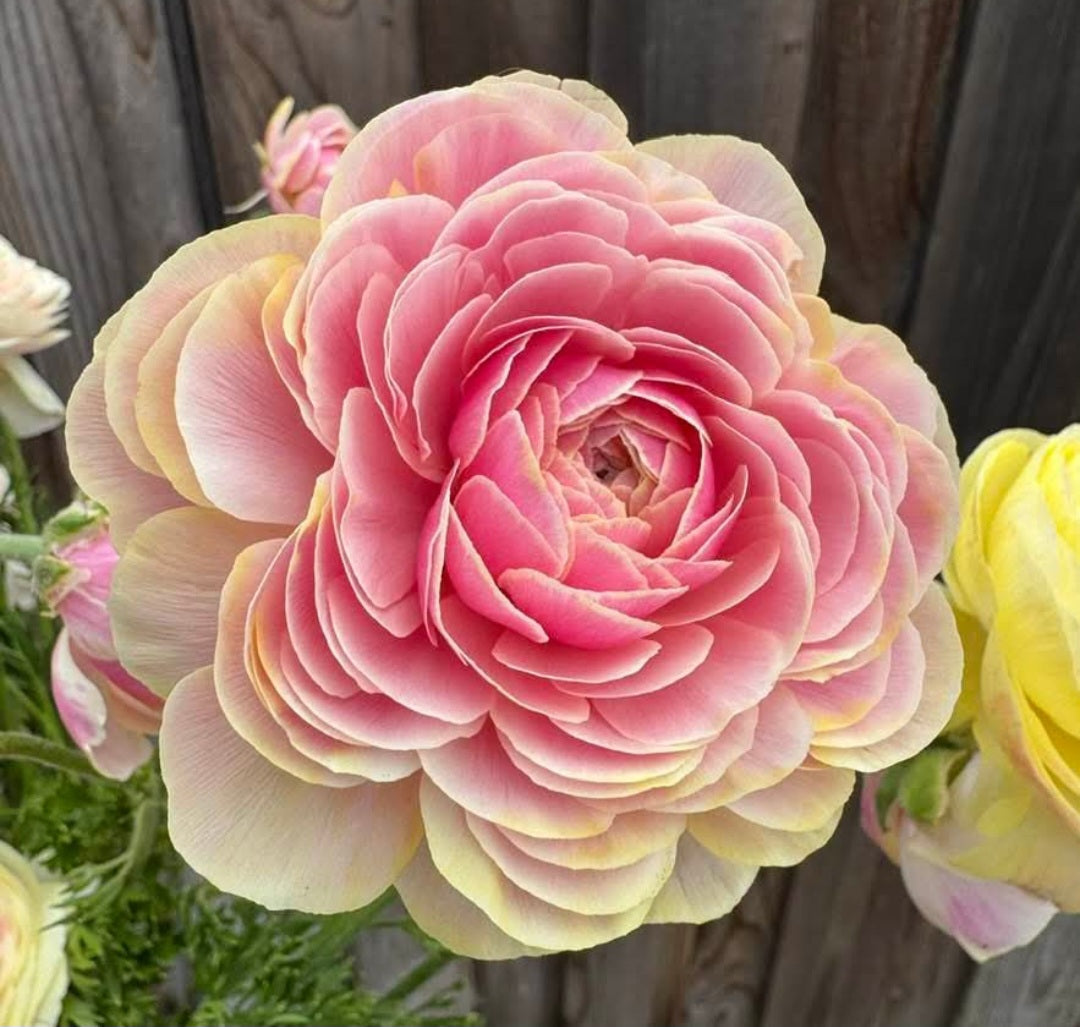 Plant Guide: Ranunculus