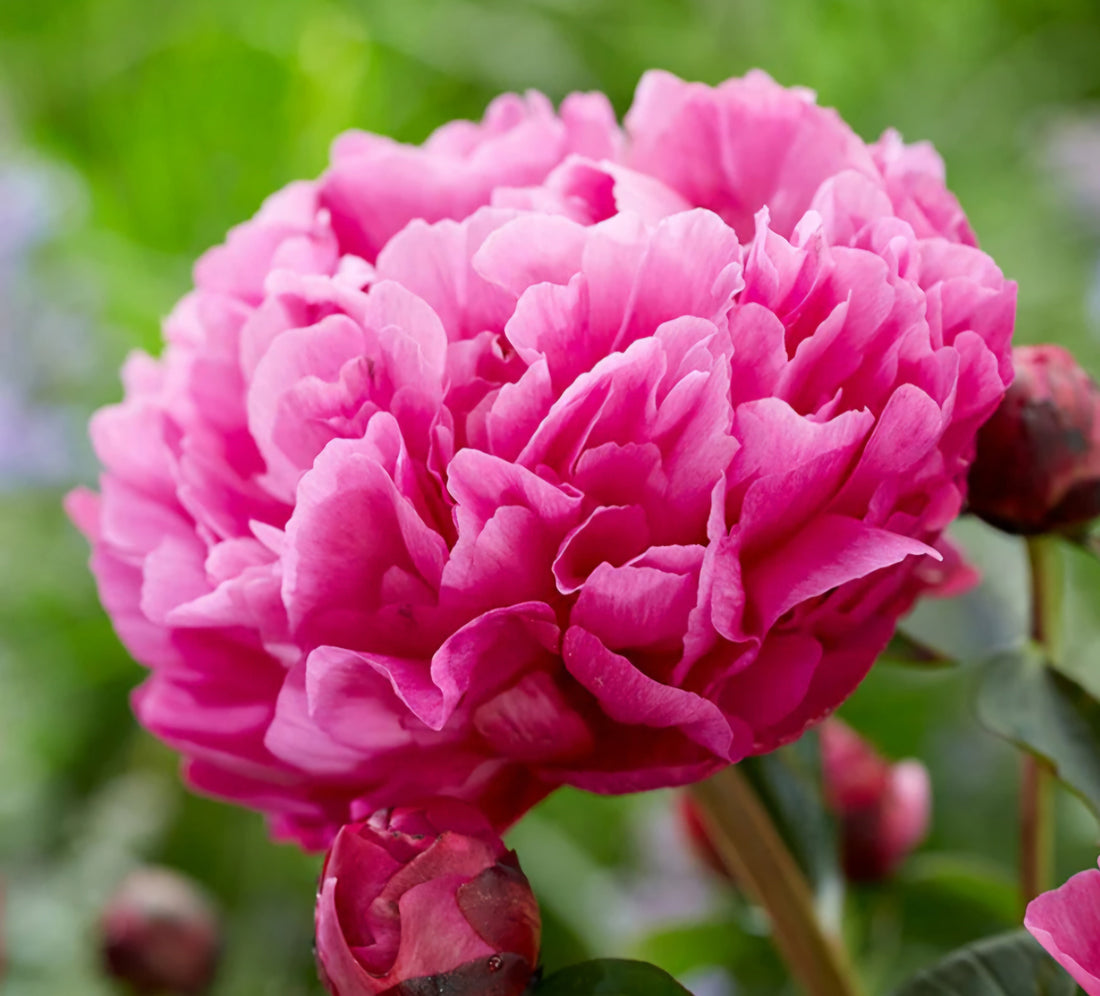Plant Guide: Peonies