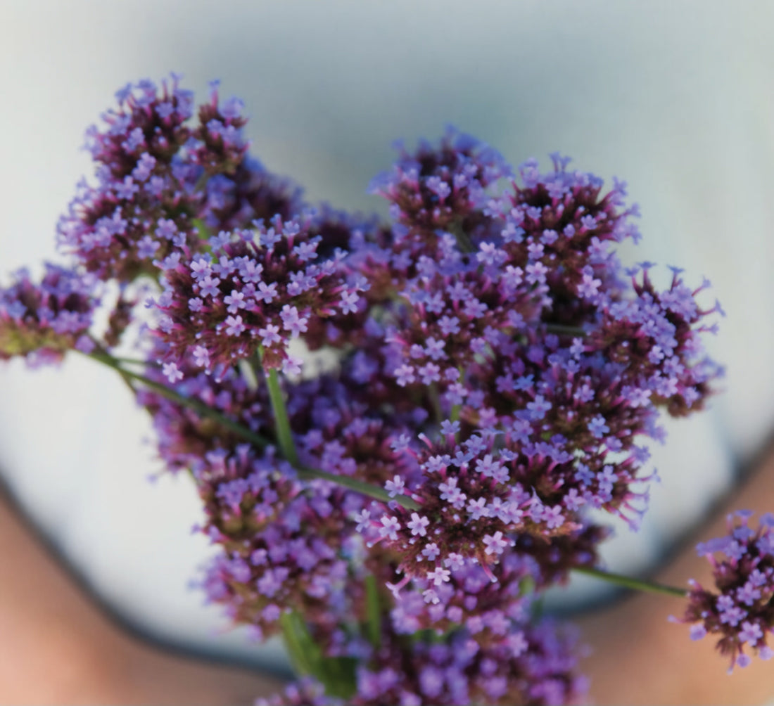 Plant Guide: Verbena Purpletop