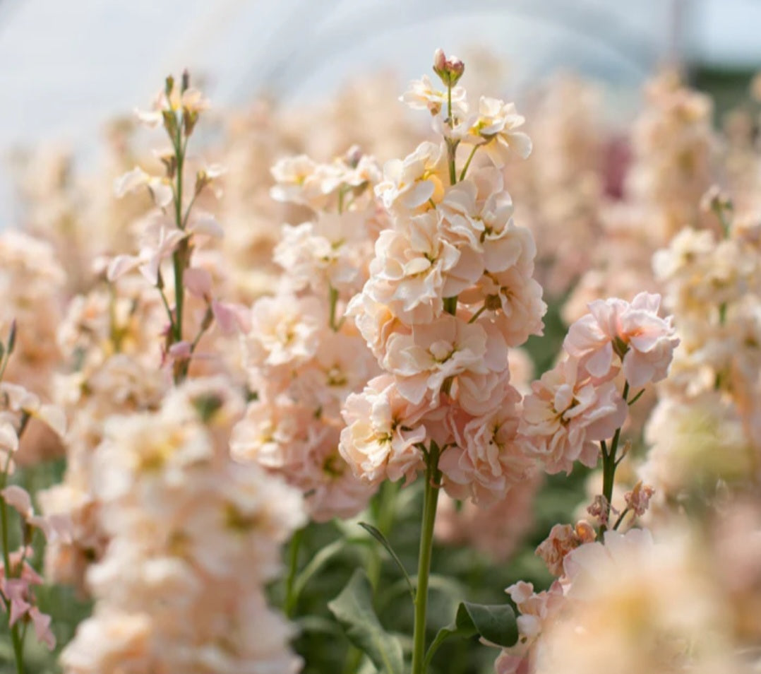 Plant Guide: Stock