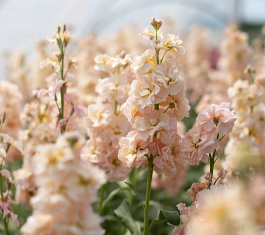 Plant Guide: Stock