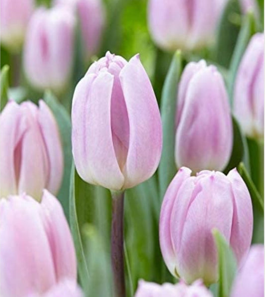 Planting Guide: Tulips