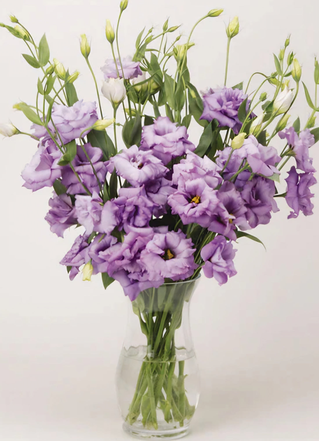 Plant Guide: Lisianthus