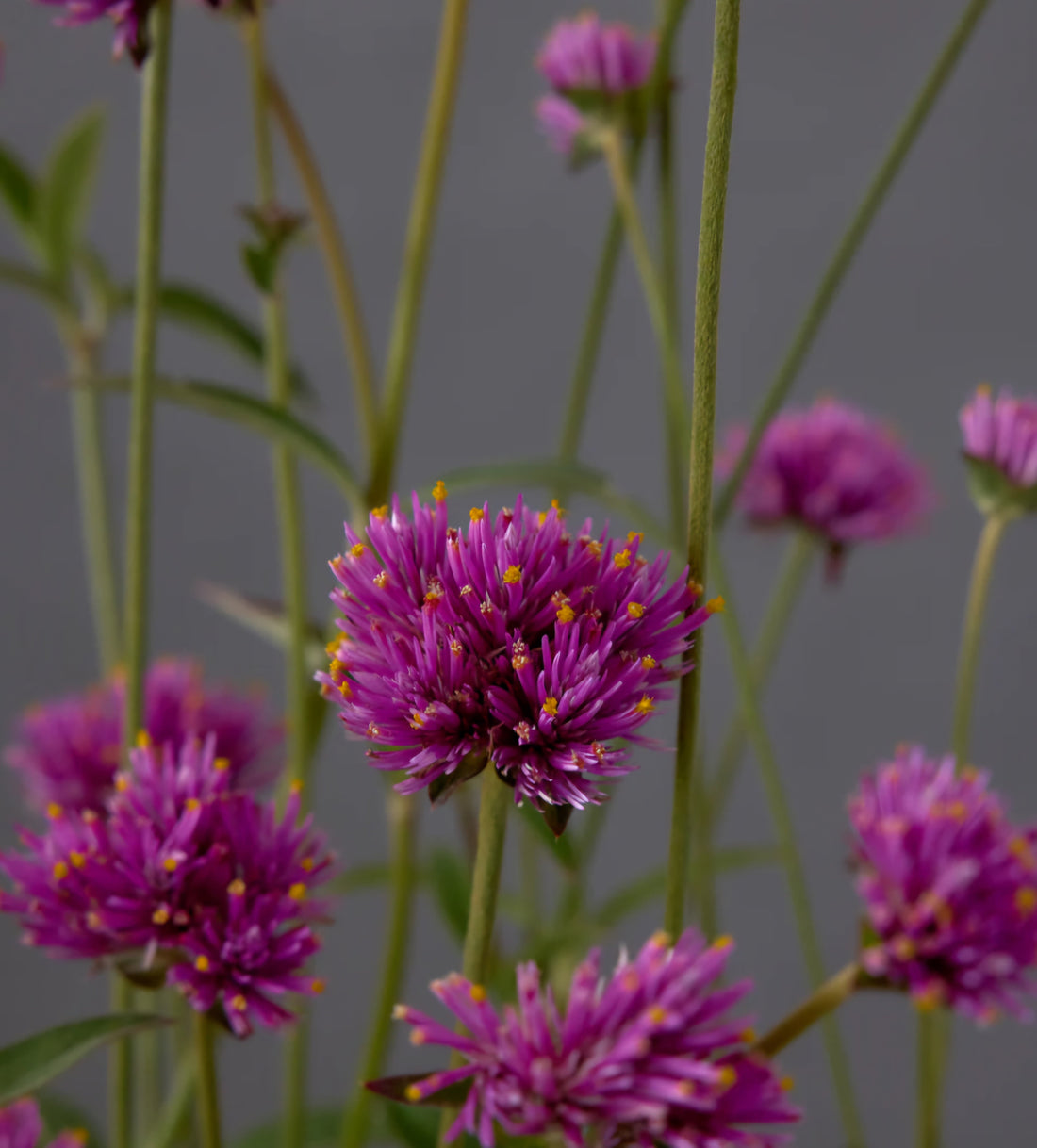 Plant Guide: Gomphrena