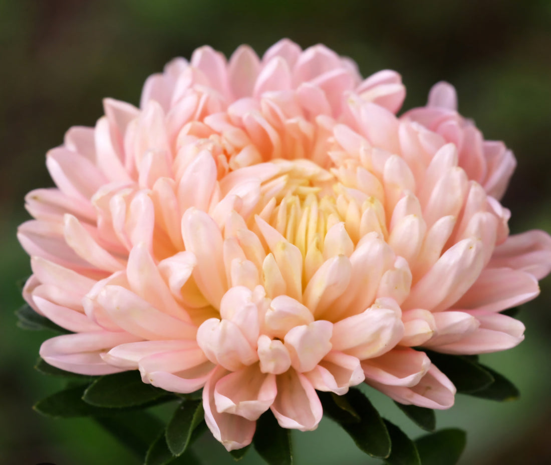 King Aster Planting Guide