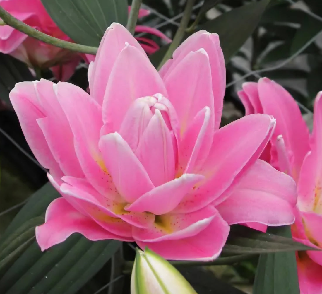 Planting Guide: Oriental Lily Bulbs