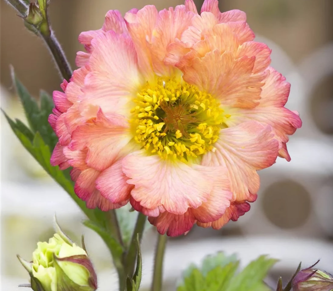 Planting Guide: Geum