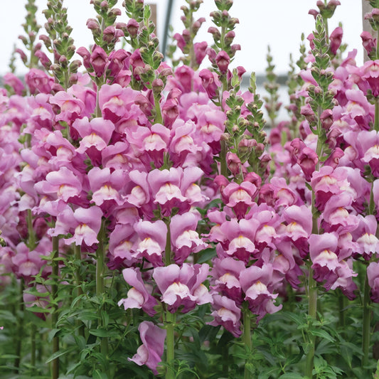 How to Perennialize Snapdragons