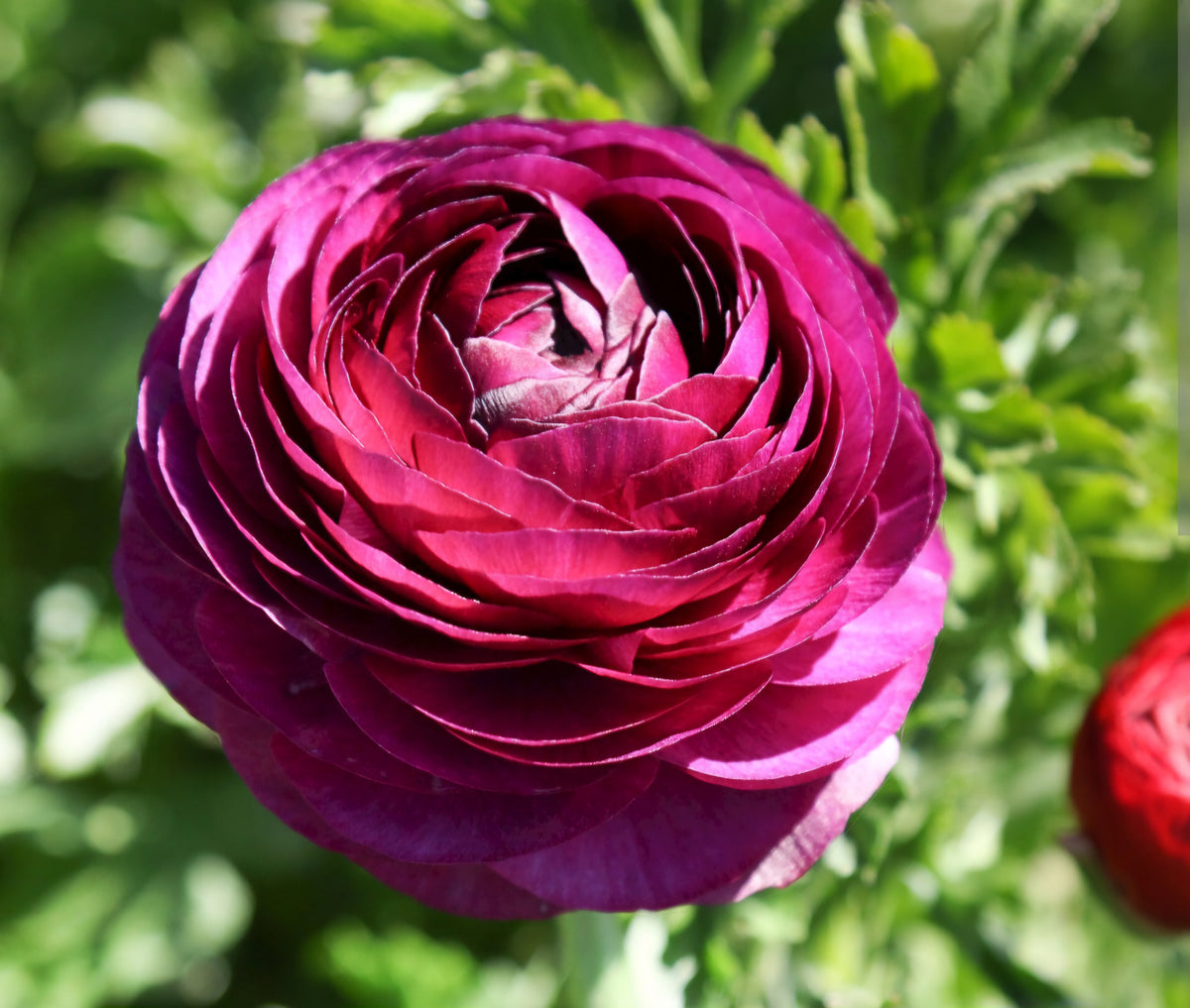 Sprouted Ranunculus Pre-Sprouted Ranunculus Telecote Merlot Corms (6) – Blooming Patches Farm