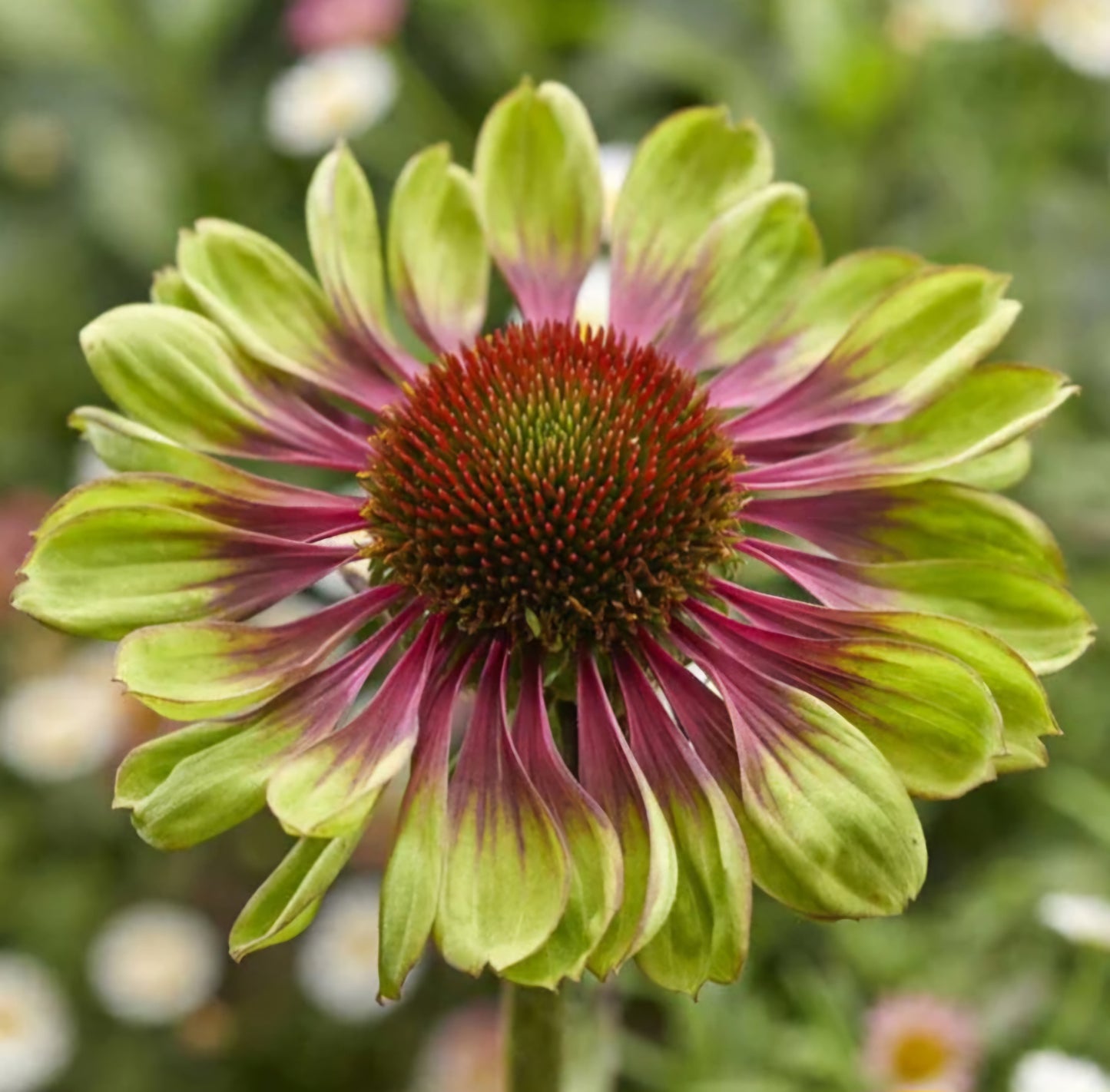 Echinacea Green Twister Plugs