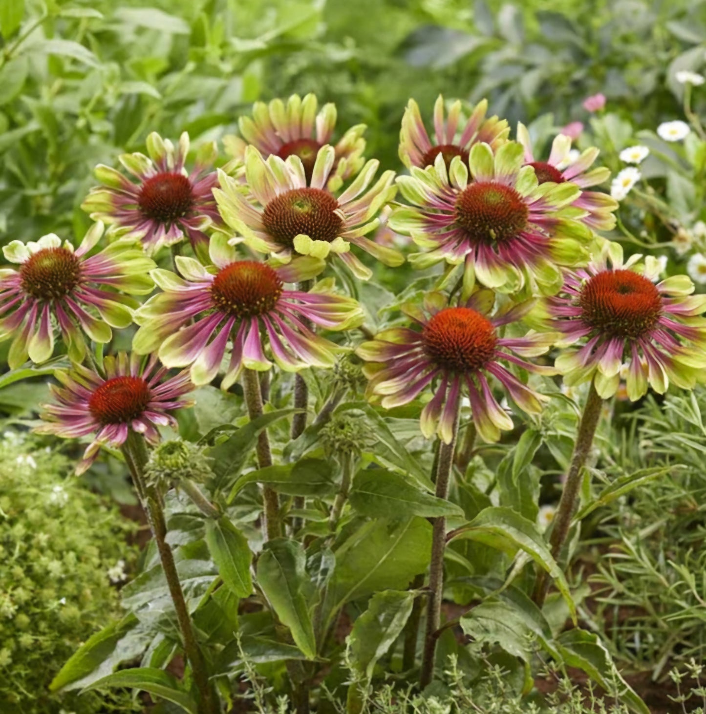 Echinacea Green Twister Plugs