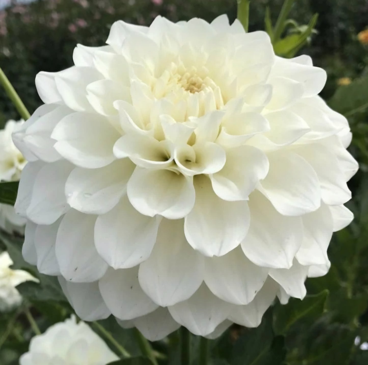 Mt Hood Dahlia Tuber