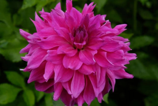 Dahlia Tuber I'm a Hottie