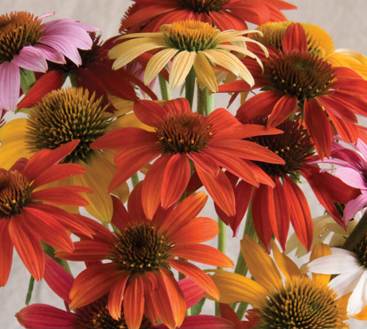 Cheyenne Spirit Echinacea Plant Plugs