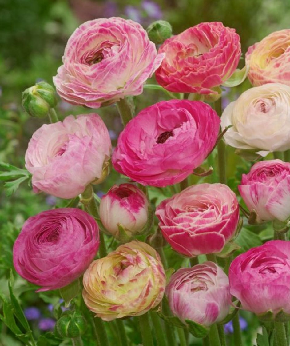 Sprouted Ranunculus Pre-Sprouted Ranunculus Telecote Picotee Corms (6) – Blooming Patches Farm