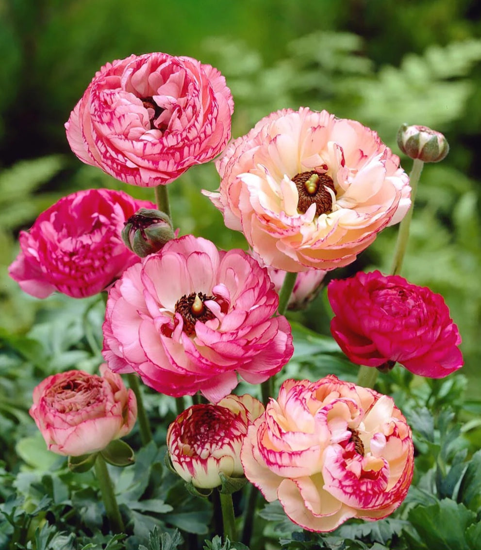 Sprouted Ranunculus Pre-Sprouted Ranunculus Telecote Picotee Corms (6) – Blooming Patches Farm