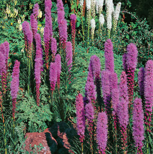Liatris Spicata Spiked Blazing Star Plugs (2)