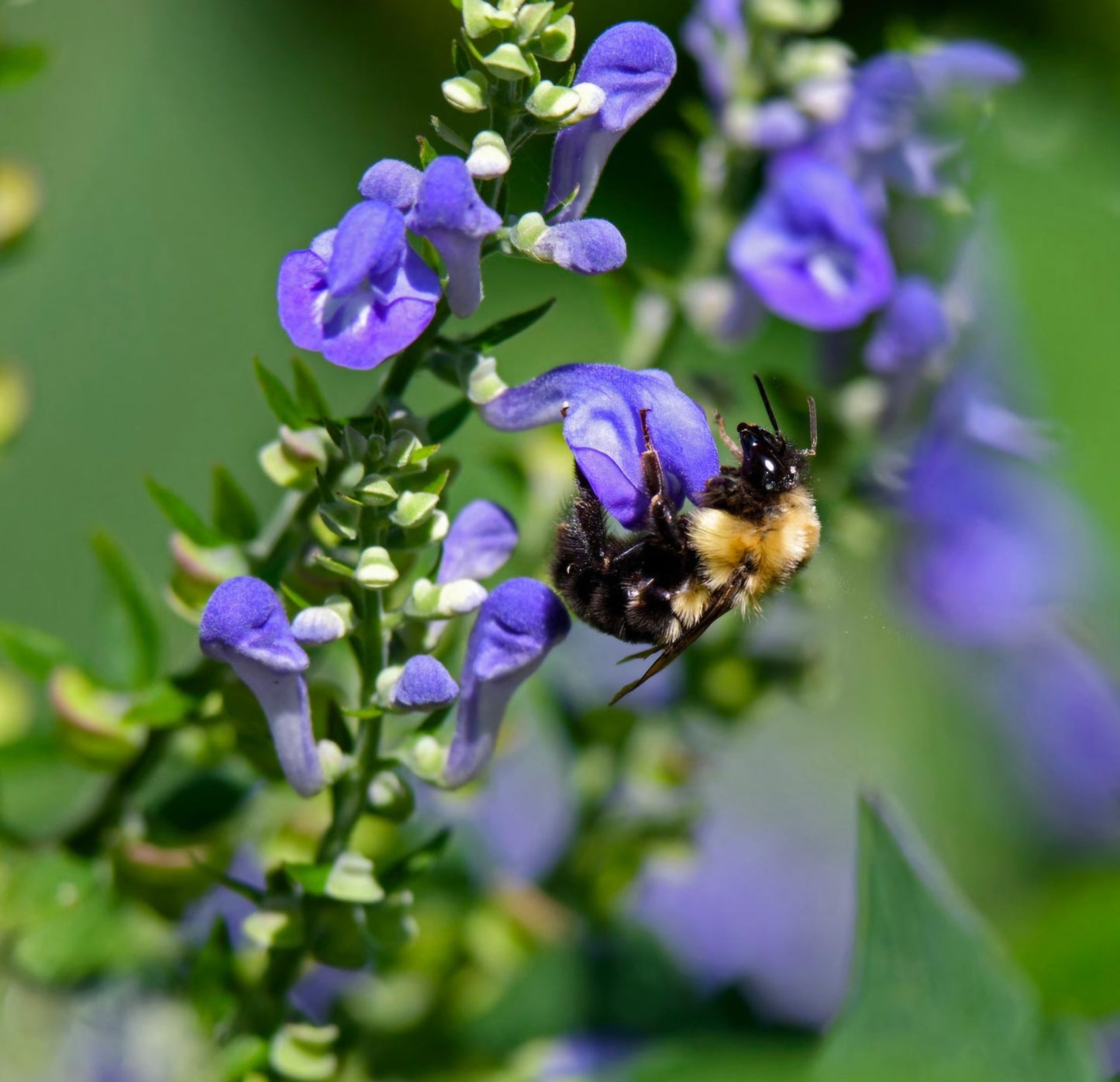 Skullcap Scutellaria Plugs
