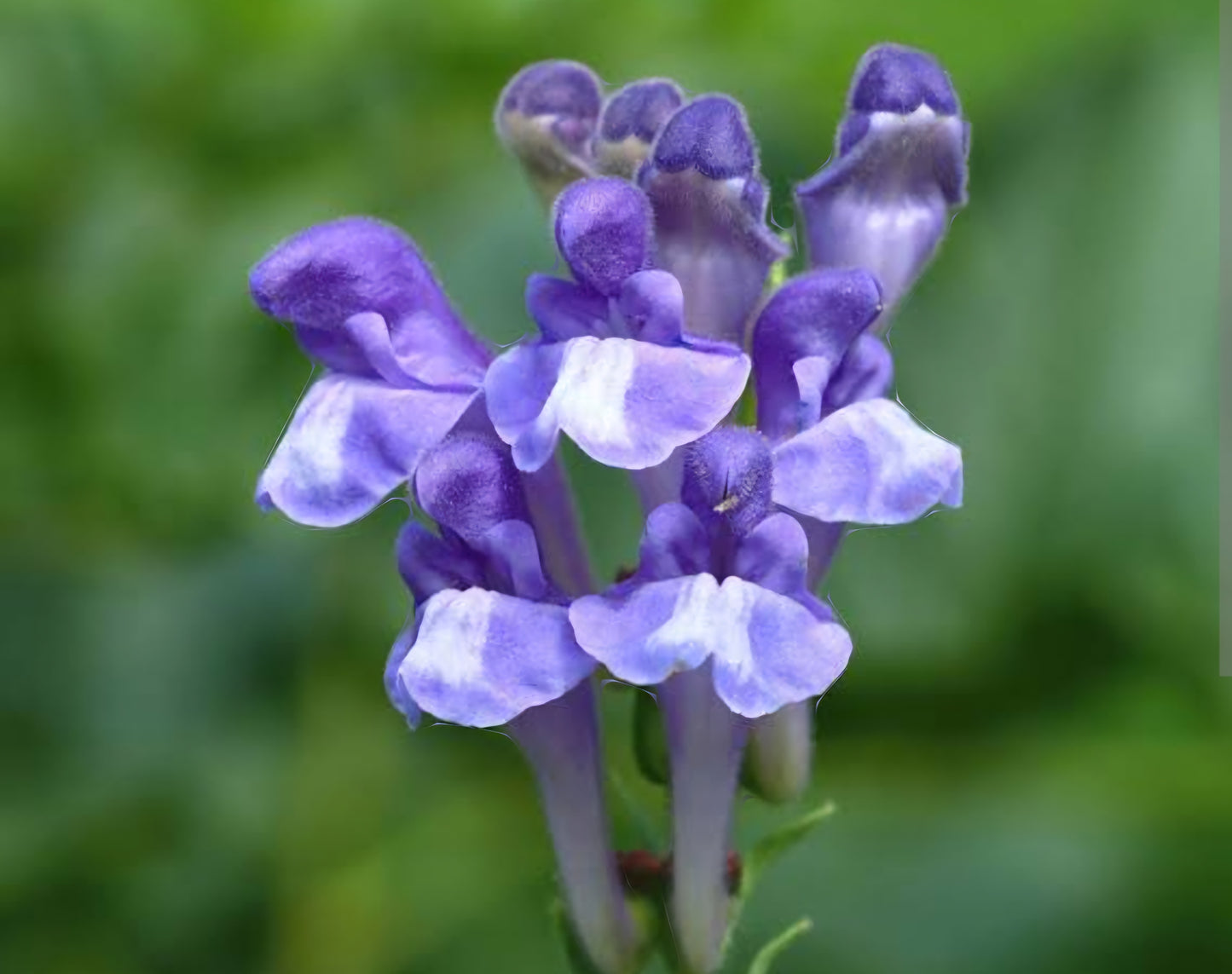 Skullcap Scutellaria Plugs