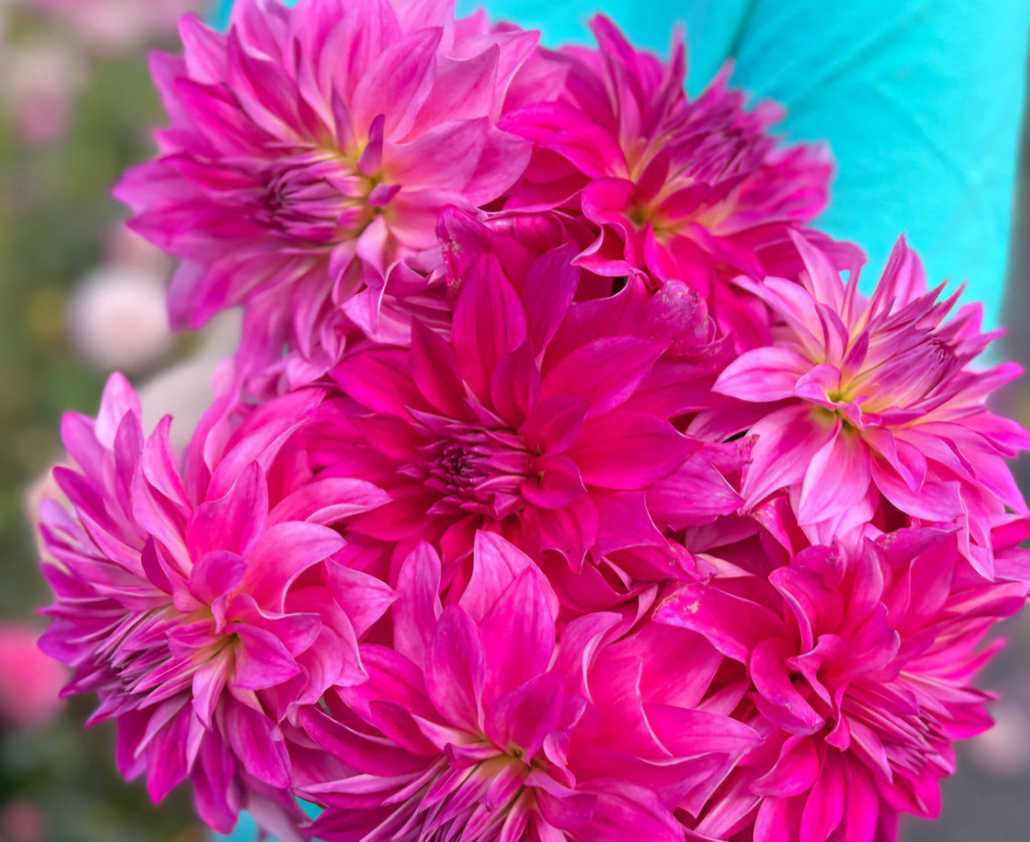 I'm a Hottie Dahlia Cutting Plug
