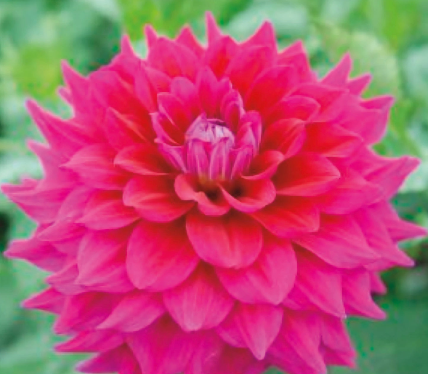I'm a Hottie Dahlia Cutting Plug
