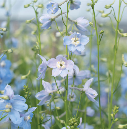Delphinium Cliveden Beauty Plugs