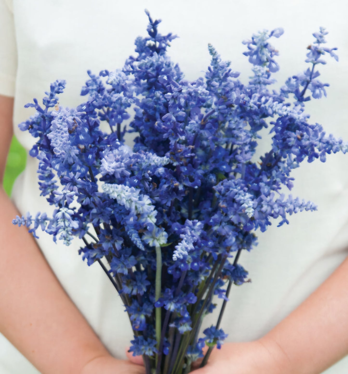 Salvia Victoria Blue
