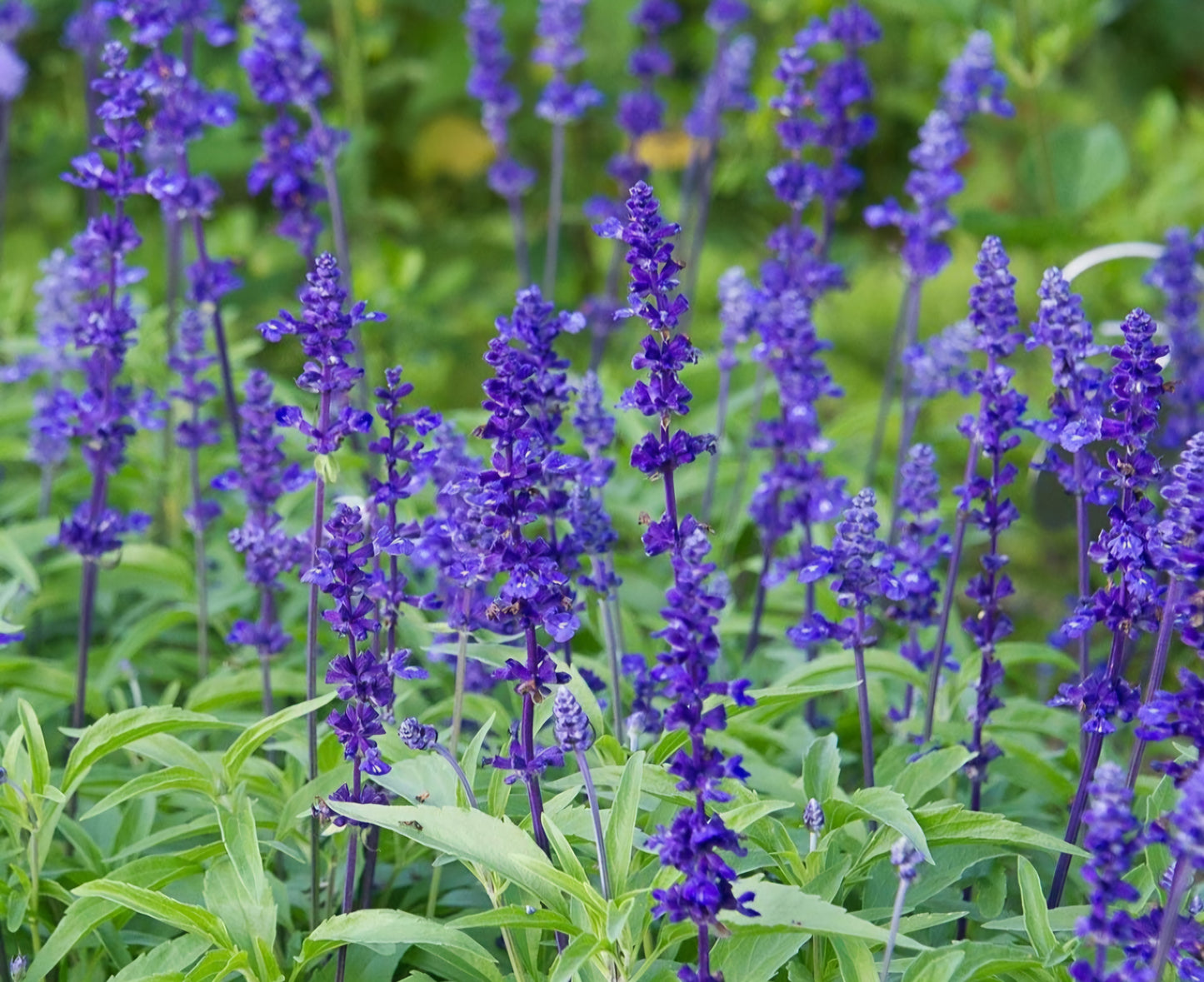 Salvia Victoria Blue