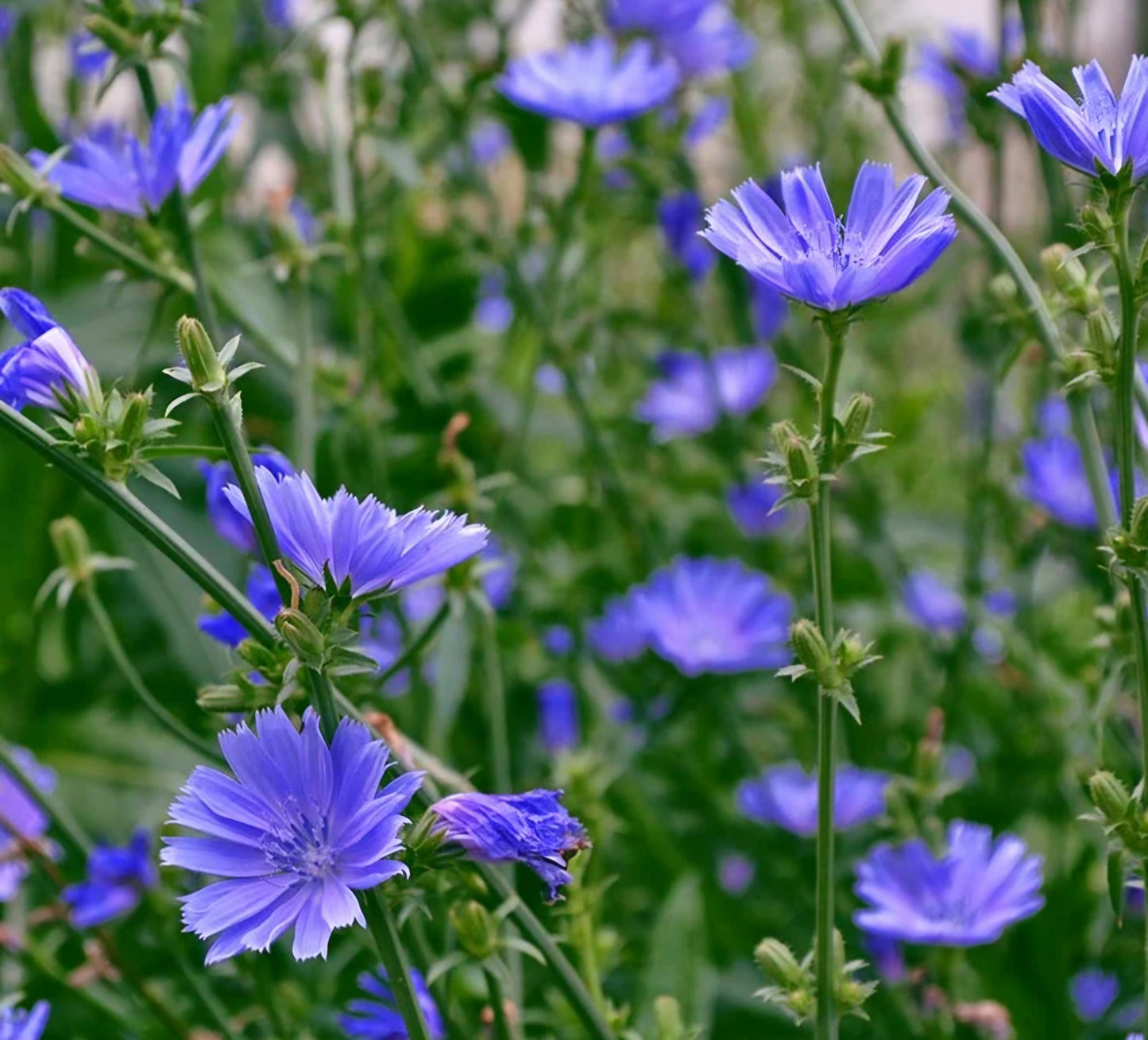 Chicory Blue Flower Plugs