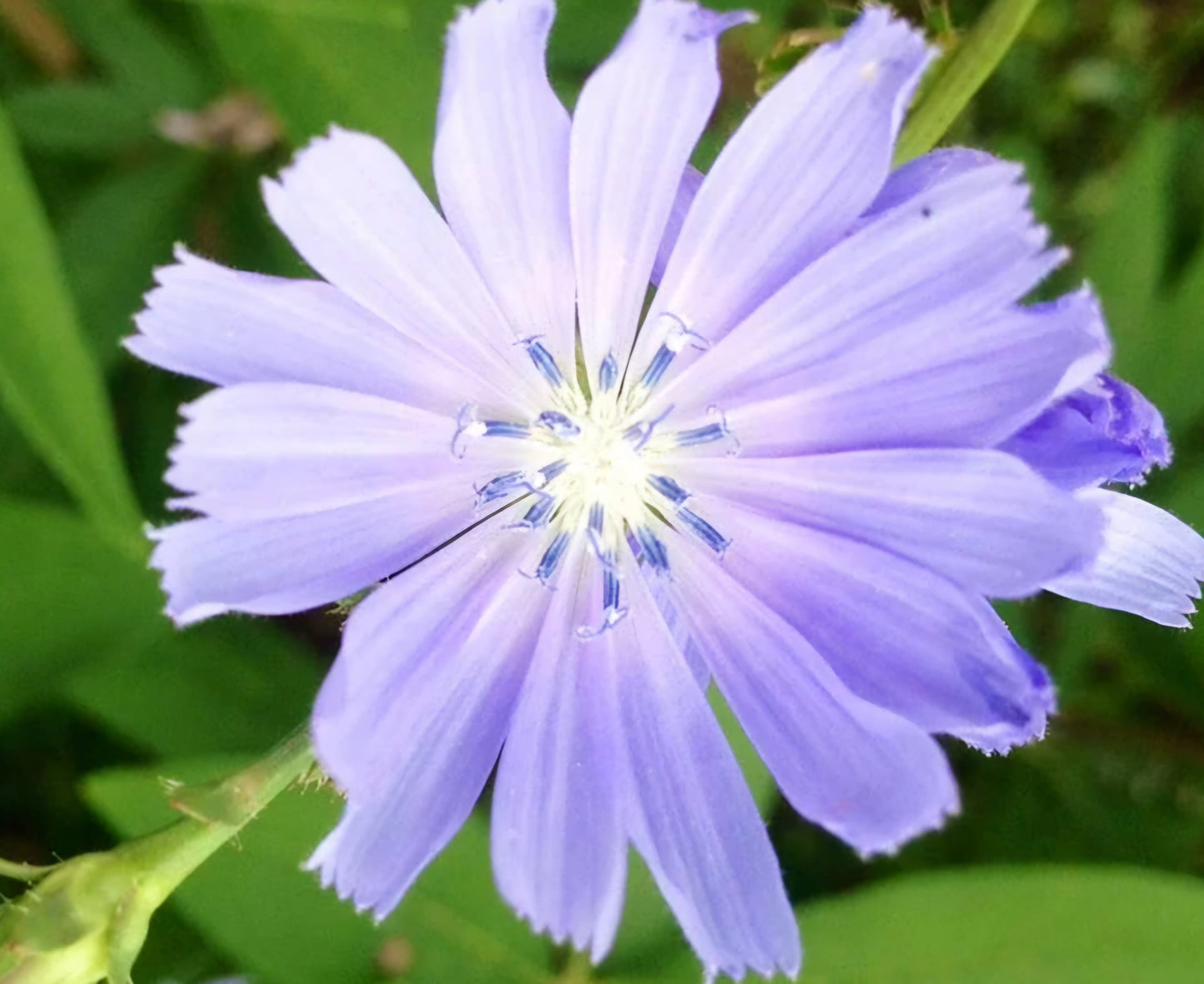 Chicory Blue Flower Plugs
