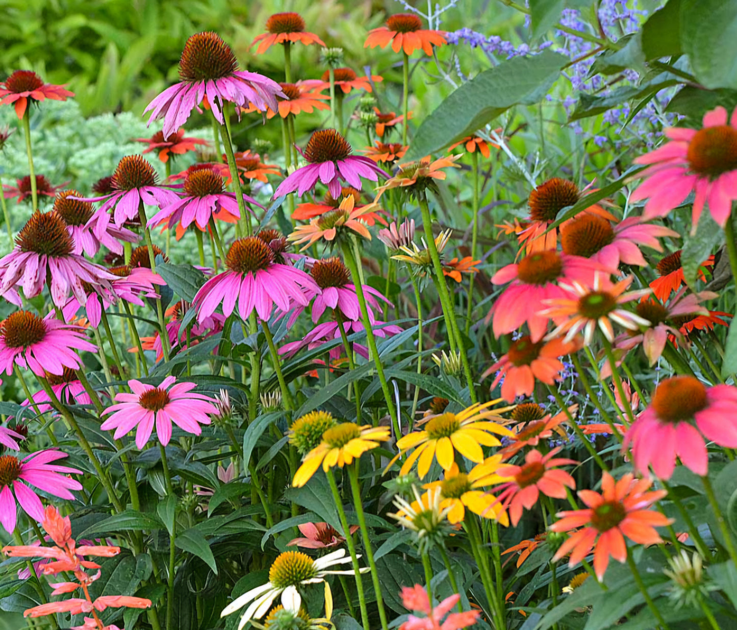 Cheyenne Spirit Echinacea Plant Plugs
