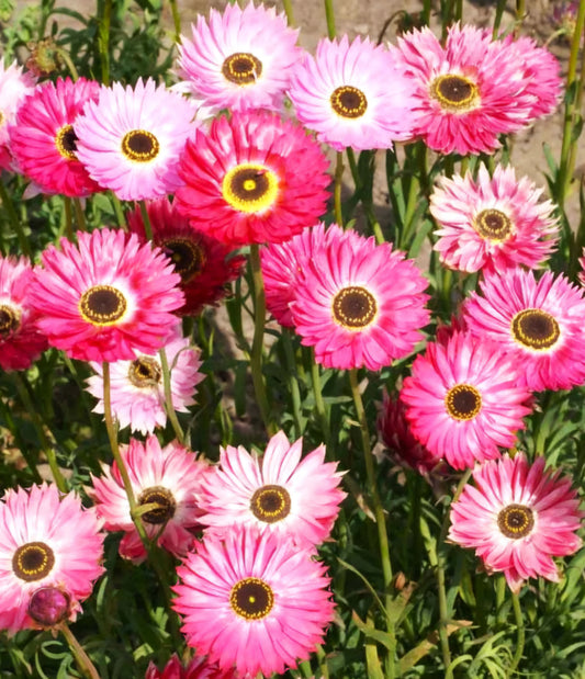 Helipterum Roseum Pink Paper Daisy Plugs