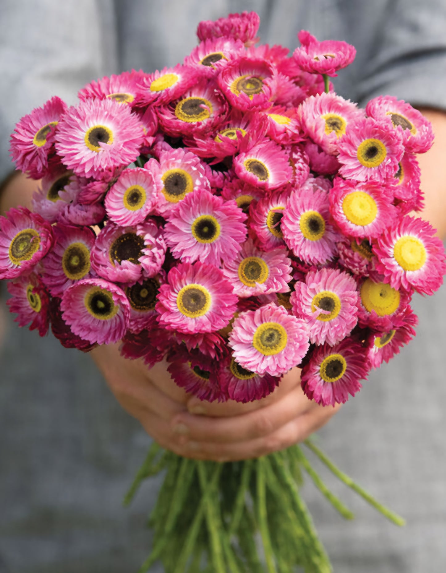 Helipterum Roseum Pink Paper Daisy Plugs