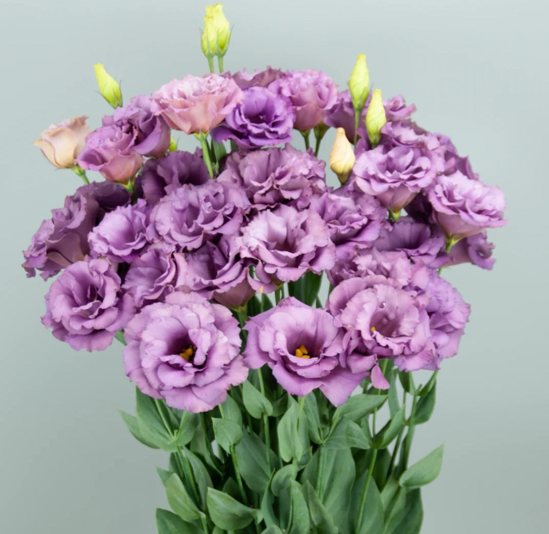 Lisianthus Lilac Shades Megalo Elegance Plugs (4)