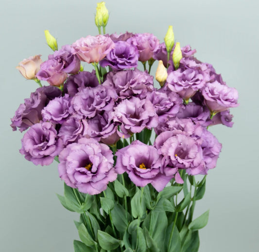 Lisianthus Lilac Shades Megalo Elegance Plugs (4)